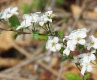 Spiraea prunifolia