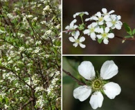 Spiraea thunbergii