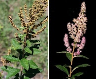 Spiraea tomentosa