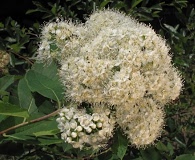 Spiraea virginiana