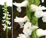 Spiranthes cernua