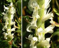 Spiranthes diluvialis