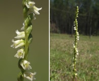 Spiranthes floridana