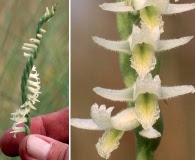 Spiranthes longilabris