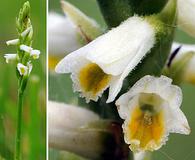 Spiranthes lucida