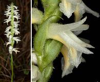 Spiranthes magnicamporum