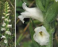 Spiranthes ochroleuca