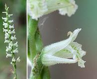 Spiranthes praecox