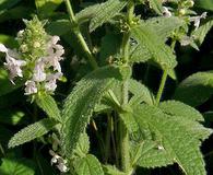 Stachys ajugoides