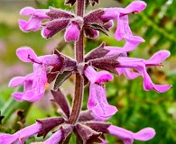 Stachys chamissonis