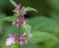 Stachys clingmanii