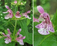 Stachys cordata