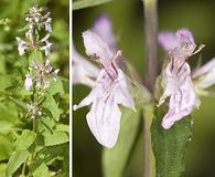 Stachys floridana