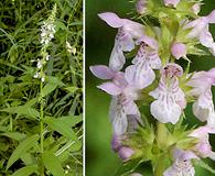 Stachys hispida