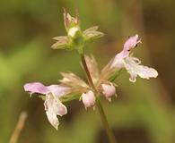 Stachys hyssopifolia