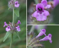 Stachys latidens