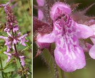 Stachys palustris