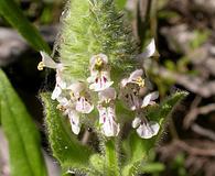 Stachys pycnantha