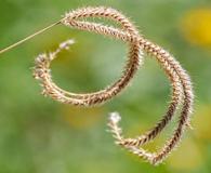 Stapfochloa canterae