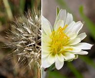 Stebbinsoseris heterocarpa