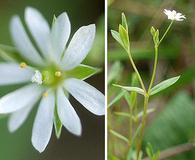 Stellaria alsine