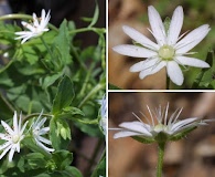 Stellaria pubera