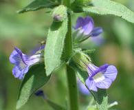 Stemodia durantifolia