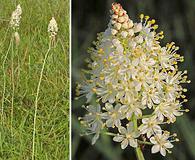 Stenanthium densum