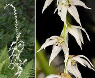 Stenanthium gramineum