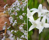 Stenaria nigricans