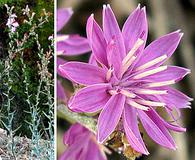 Stephanomeria cichoriacea