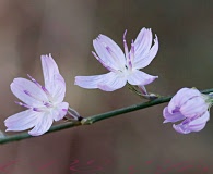 Stephanomeria elata