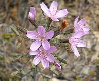 Stephanomeria exigua