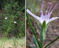 Stephanomeria paniculata