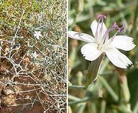 Stephanomeria pauciflora