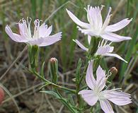 Stephanomeria runcinata