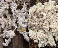 Stereocaulon alpinum