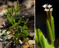 Stevia micrantha