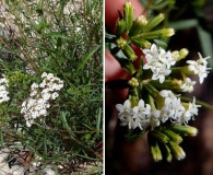 Stevia salicifolia