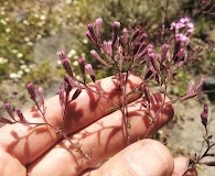 Stevia viscida