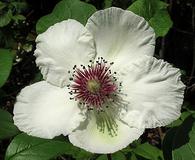 Stewartia malacodendron