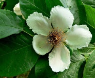 Stewartia ovata