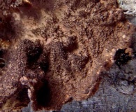 Sticta fuliginosa