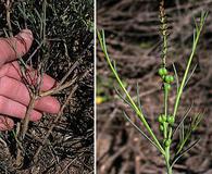 Stillingia linearifolia