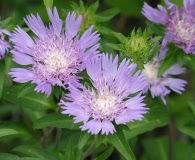 Stokesia laevis