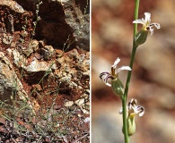 Streptanthus barbiger