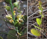 Streptanthus drepanoides