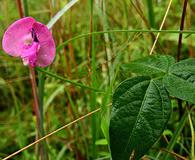 Strophostyles umbellata