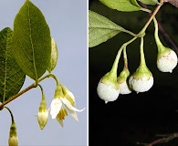 Styrax americanus