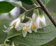 Styrax grandifolius